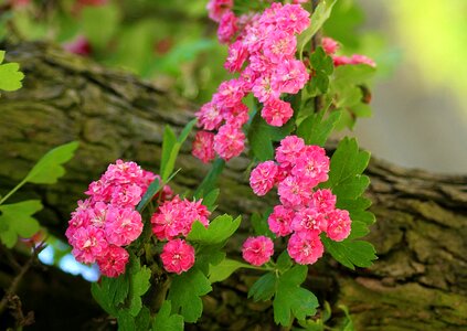 Pink nature spring