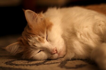 Kitty rug carpet