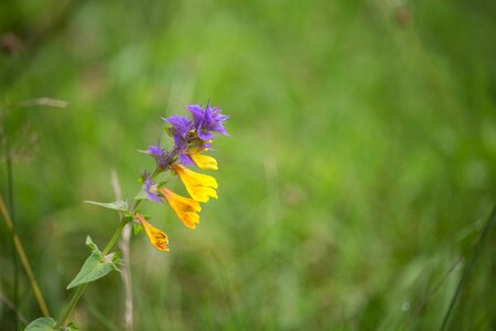 Purple yellow flowers