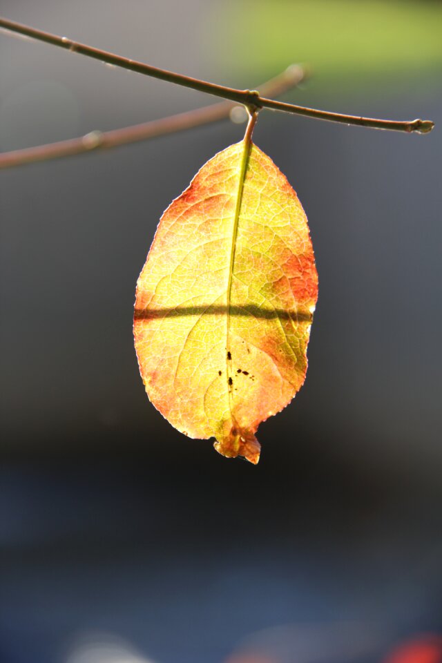 Bright leaf autumn