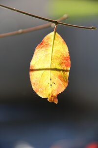Bright leaf autumn