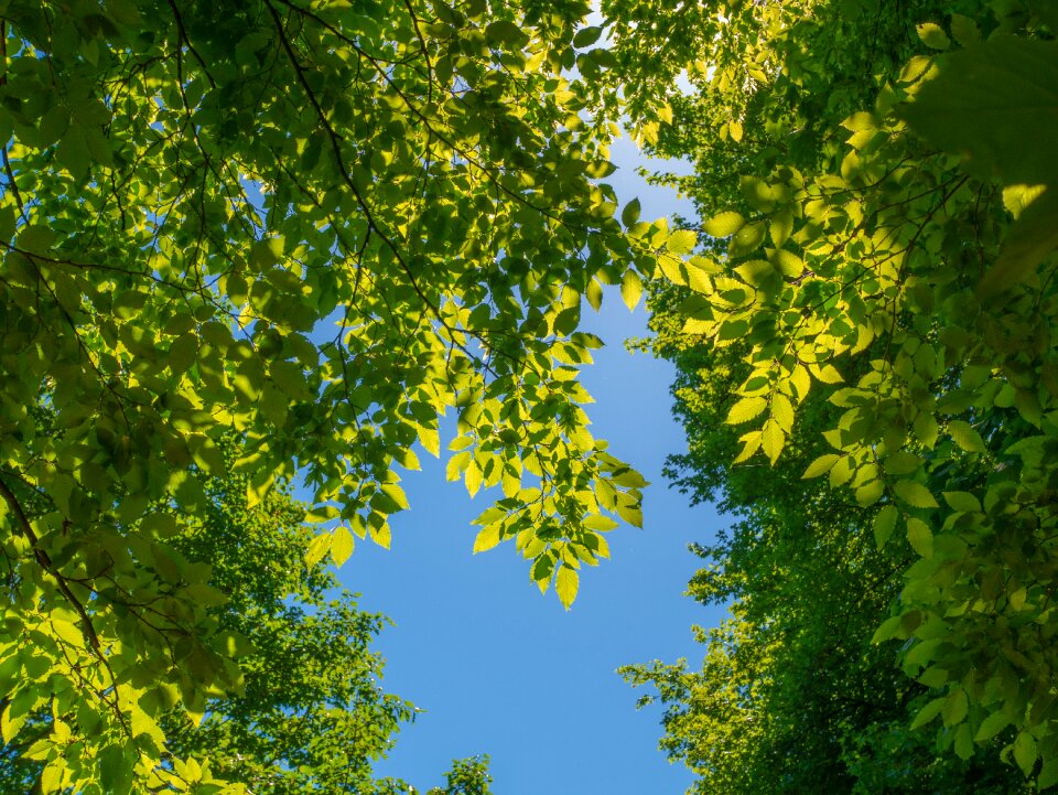 Branches tree green
