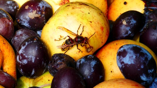 Yellow fruit plums