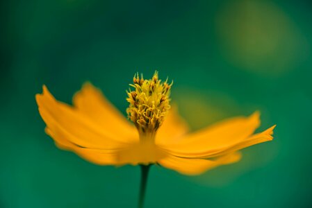 Color pollen pistils