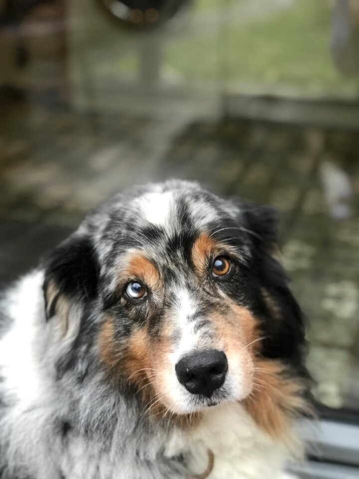 Herding dog animal dog head