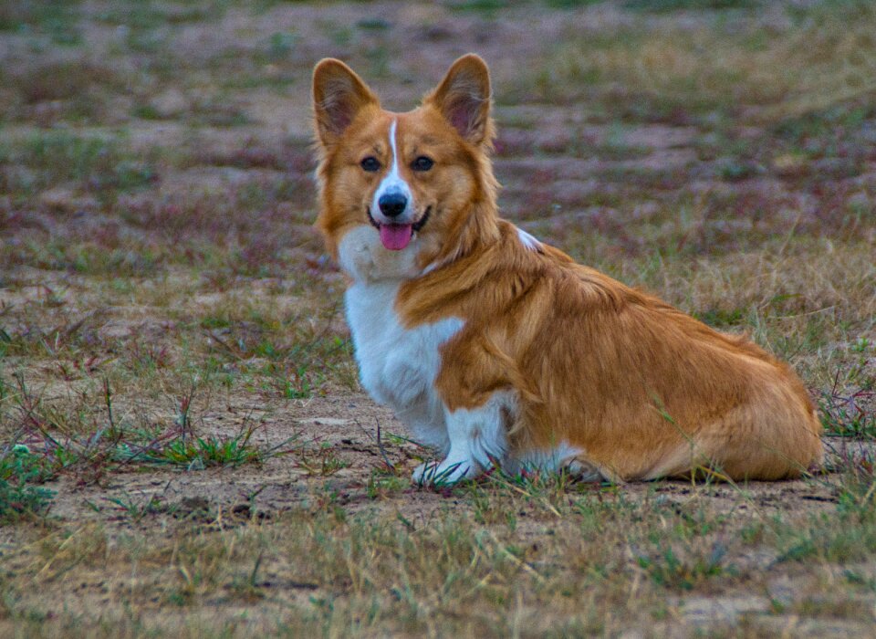 Dog animal animals