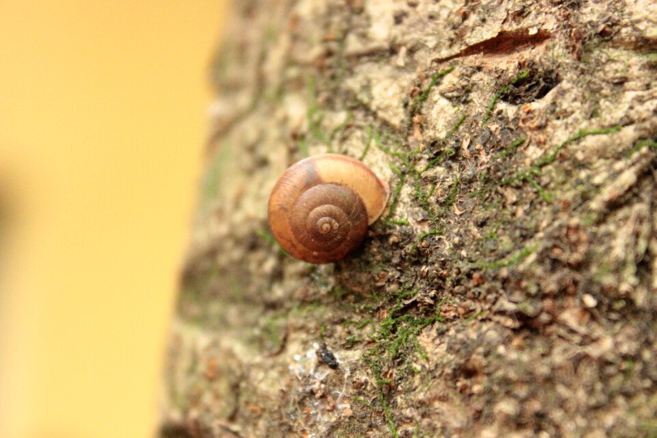 Brazil slug environment