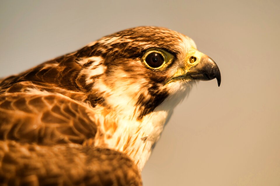 Bill nature wild bird