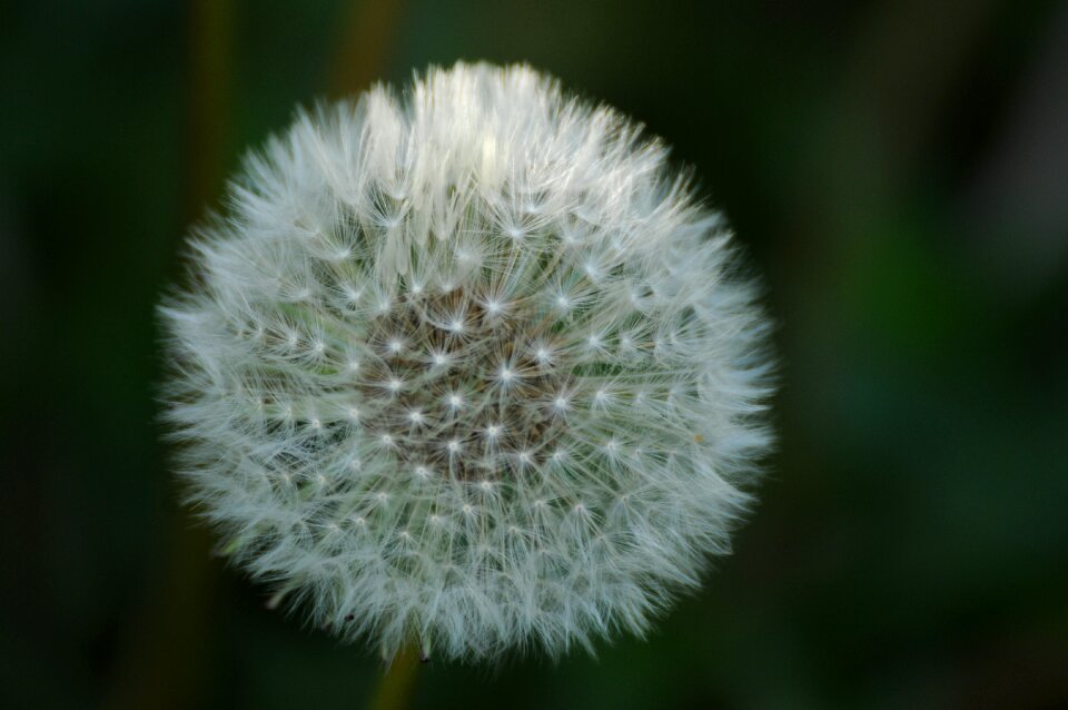 Plant flower nature