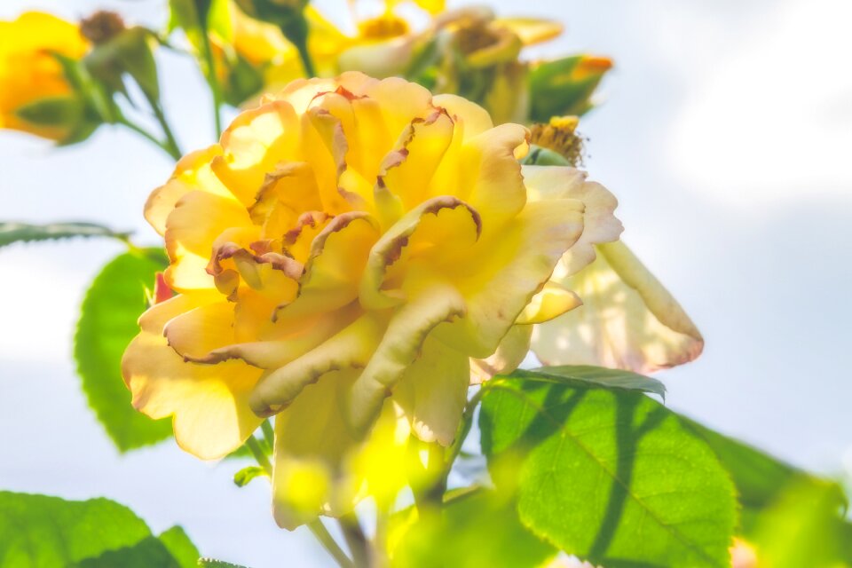 Bloom delicate bright