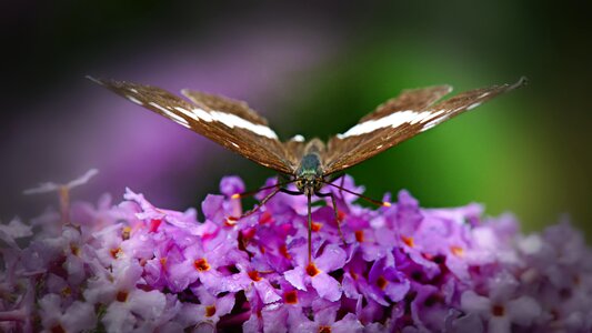 Close up lilac flowers