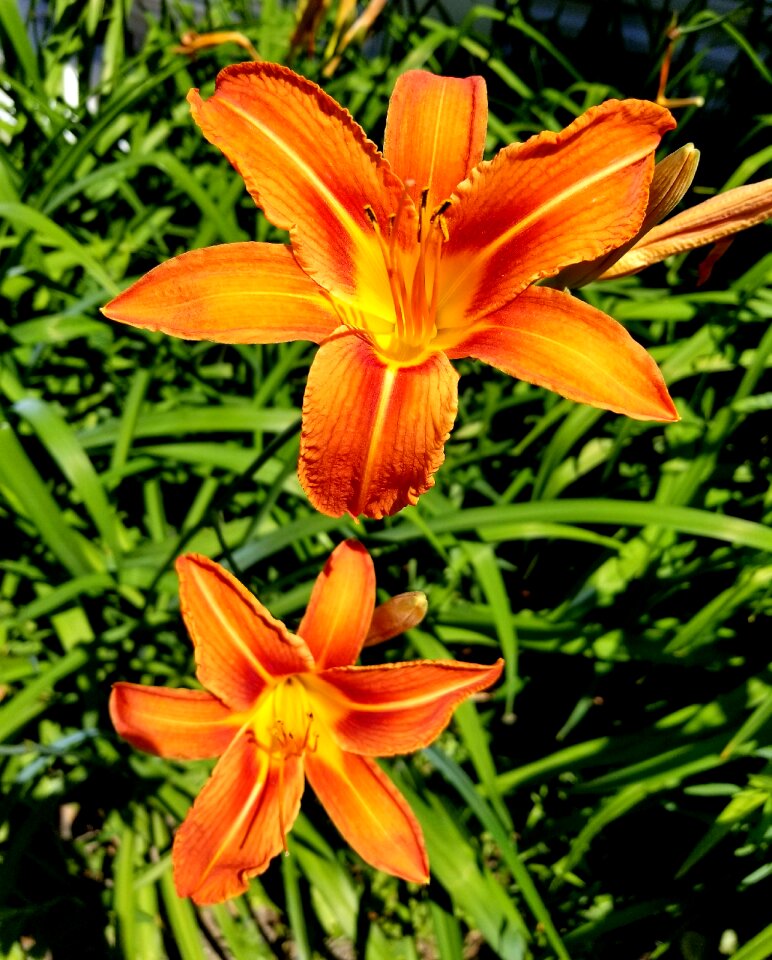 Orange garden floral