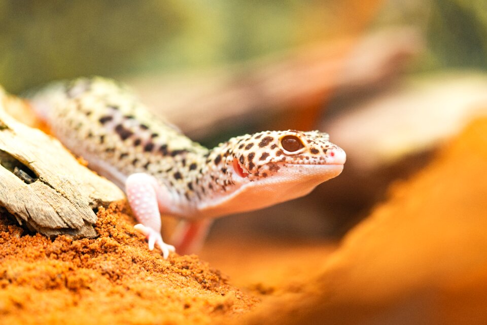 Lizard reptile desert