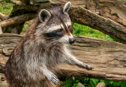 Mammal zoo wildlife park photo