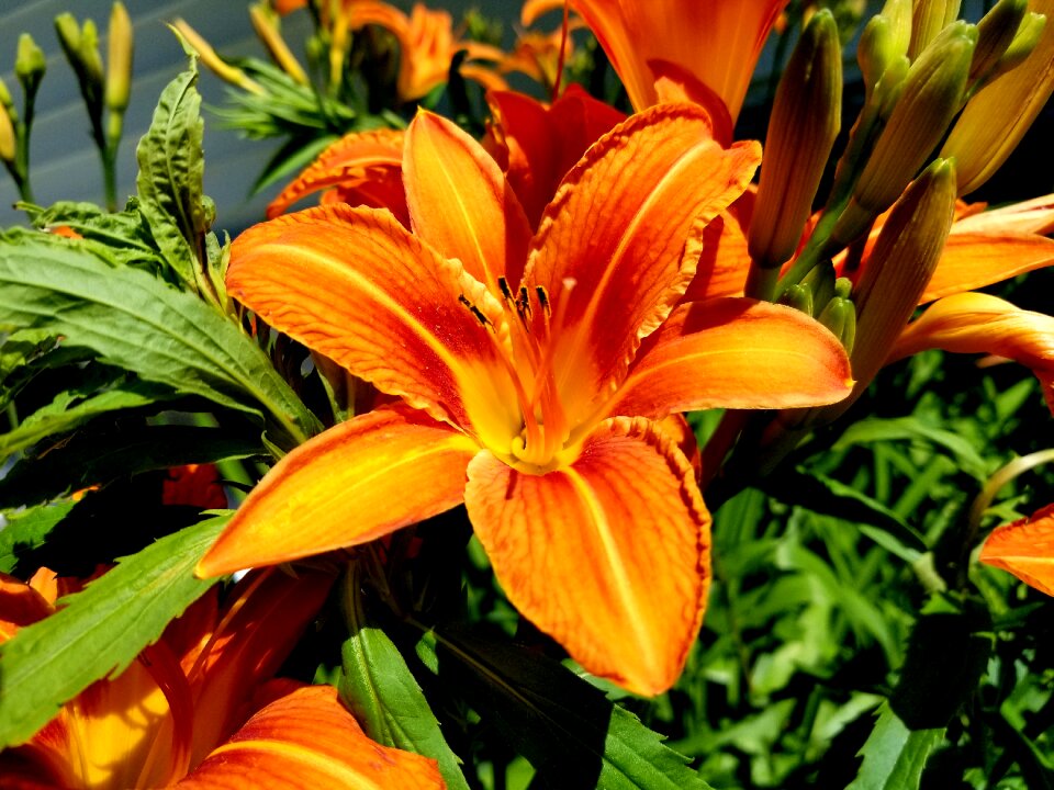 Flower blossom pedal