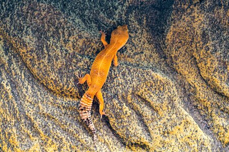 Climb wall reptile