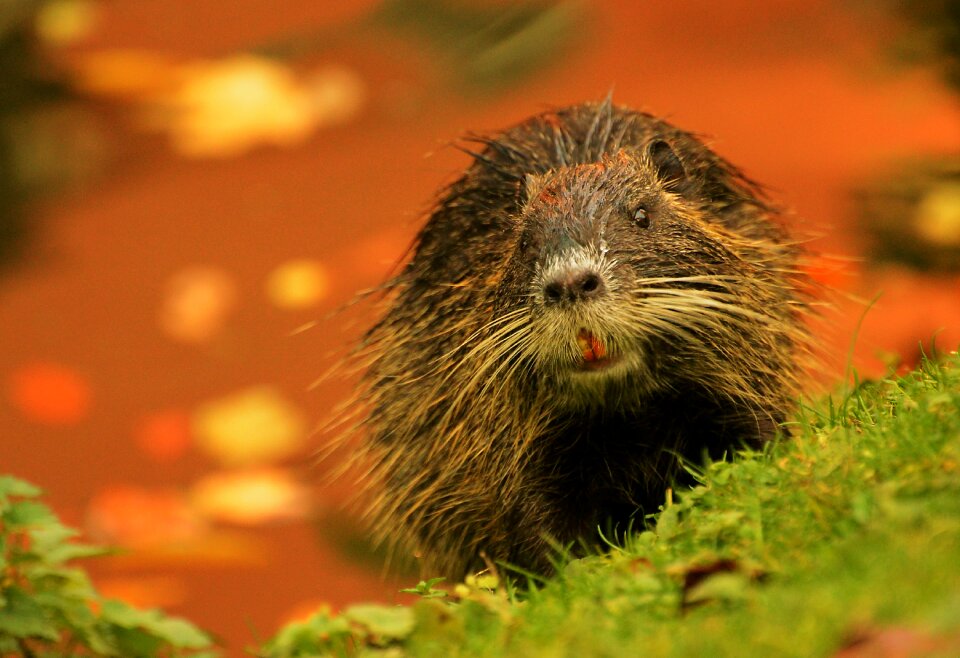 Animal world mammal wild