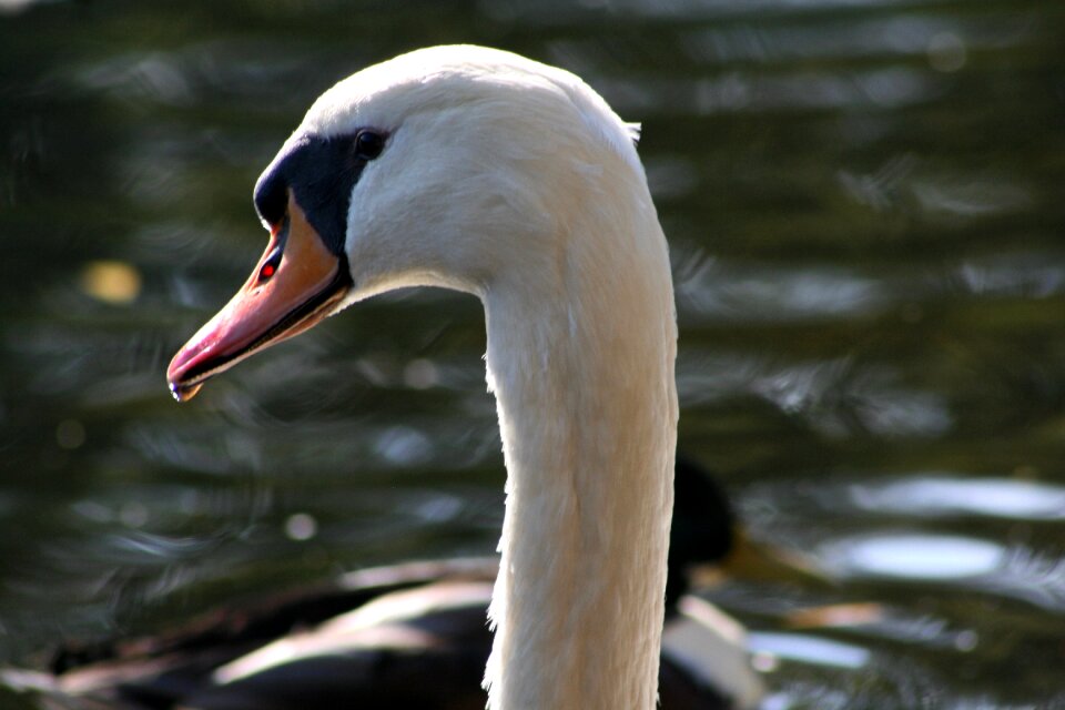 Bill water bird white
