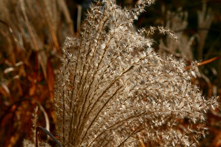Dried flowers grasses dry