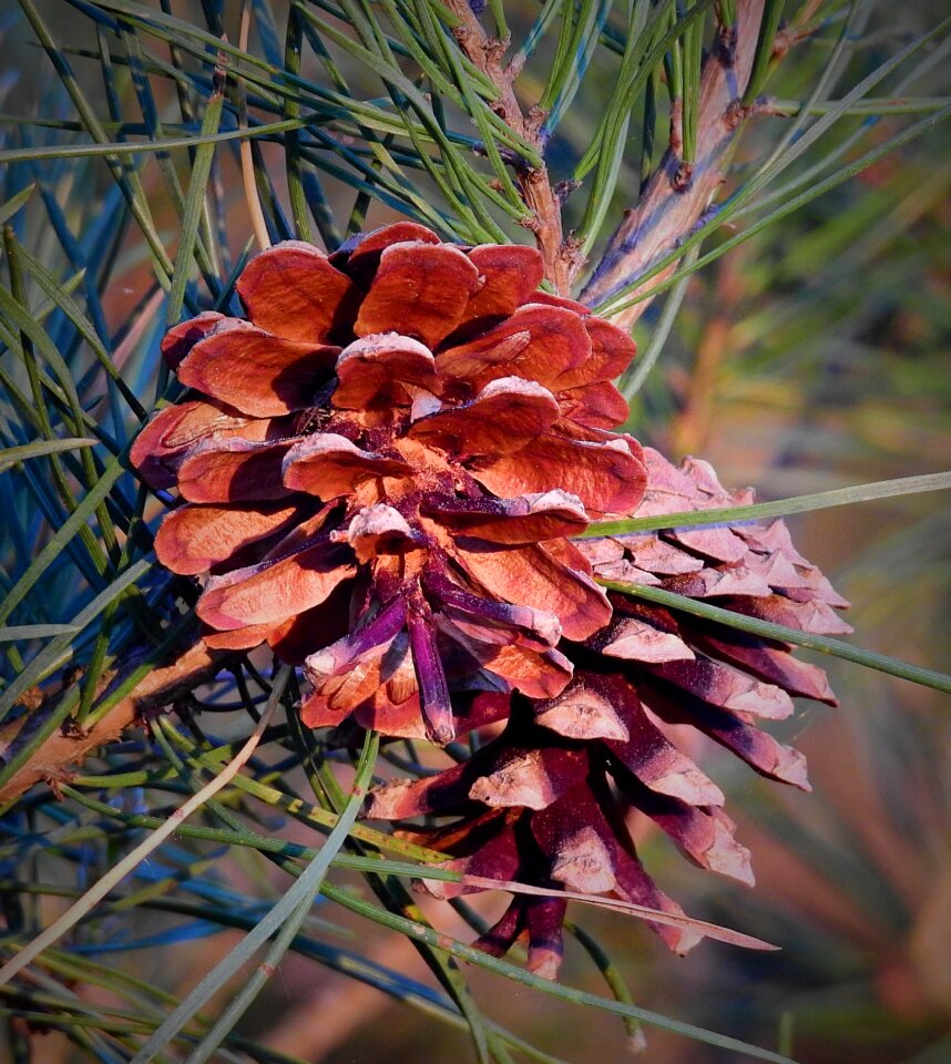 Closeup nature needle