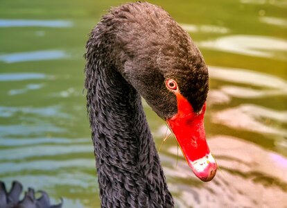 Water bird black waters