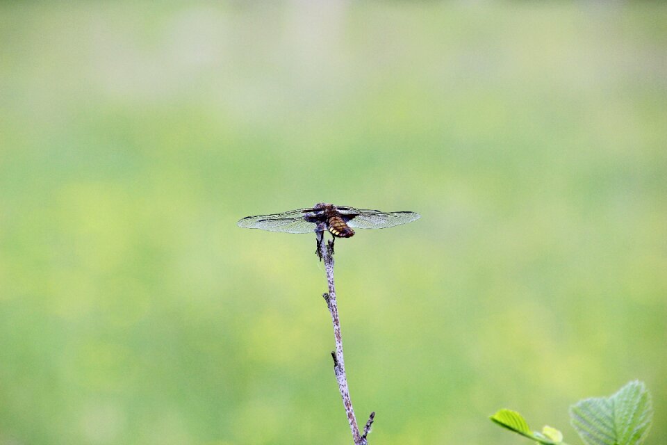 Wings rest grass