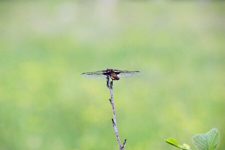 Wings rest grass