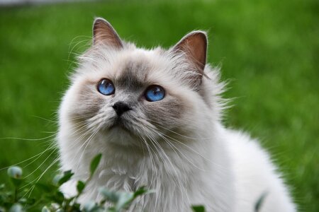 Fur furry whiskers