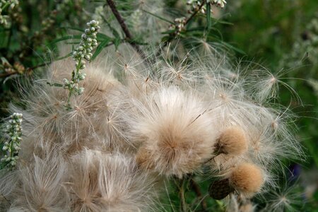 Flying seeds dry faded