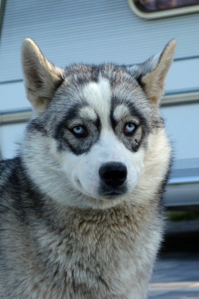 Siberian husky sled dog animal