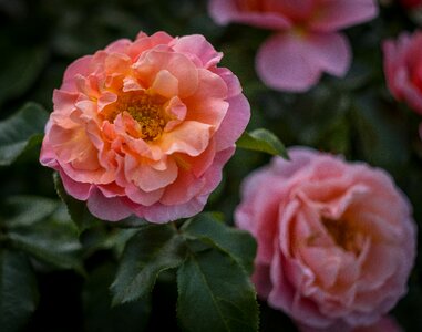 Nature plant rose bloom photo