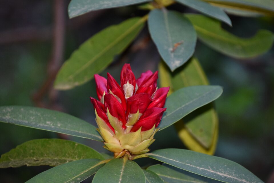Garden plant petals