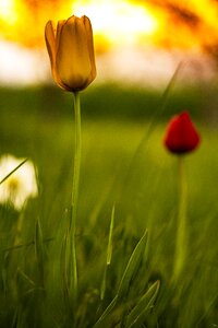 Macro nature garden