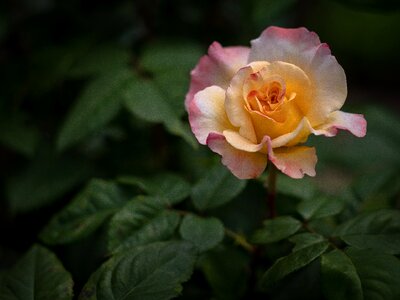 Nature plant rose bloom photo