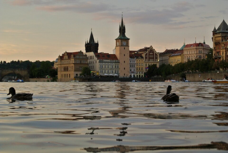 Evening ducks nature