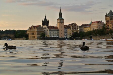 Evening ducks nature