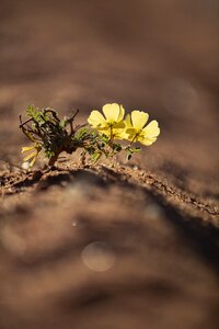Blossom bloom plant