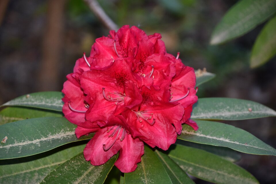 Garden plant petals
