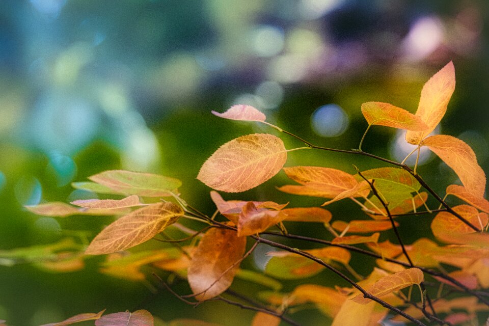 Fall color fall foliage colorful