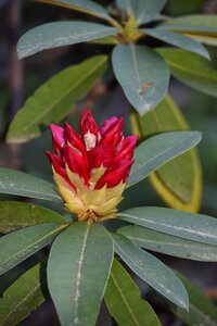 Garden plant petals