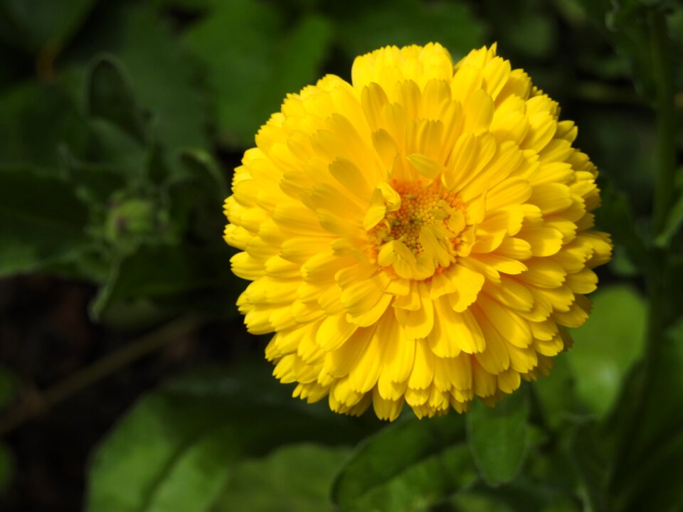 Zinnia yellow plant nature