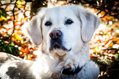 Animal pet purebred dog photo