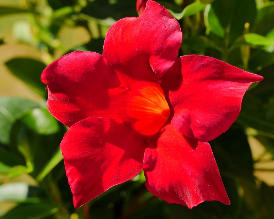 Red orange distinctive