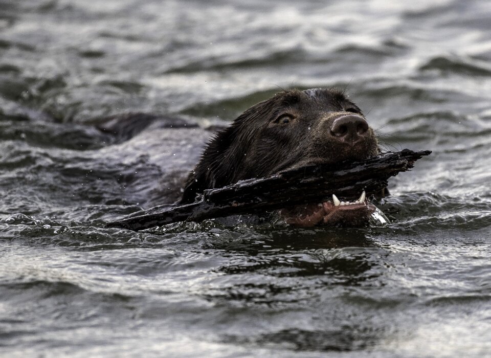 Playing pet chocolate lab
