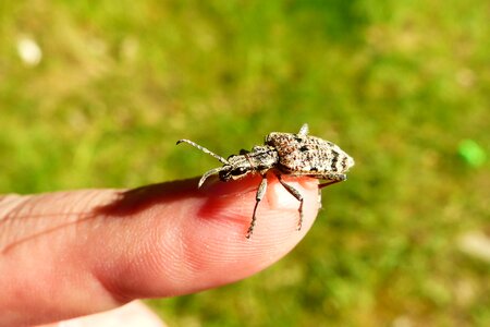 At the court of the beetle hand