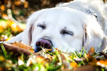 Pet sweet purebred dog