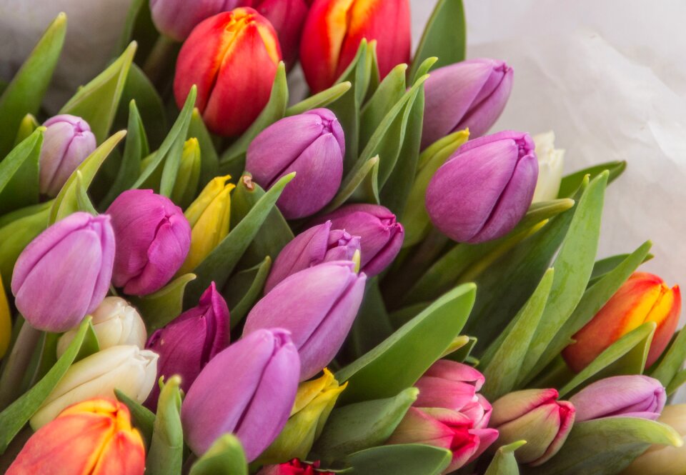 Flowers nature blossom
