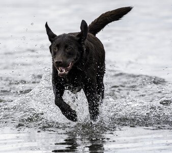 Pet chocolate lab labrador retriever photo