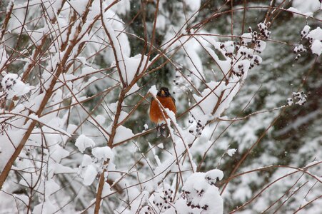 Snowy tree wintry photo
