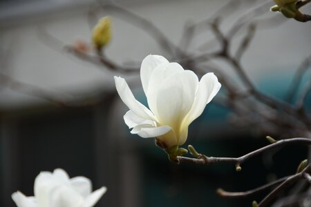 Magnolia white nature photo